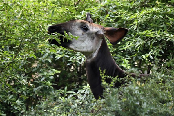 Okapi