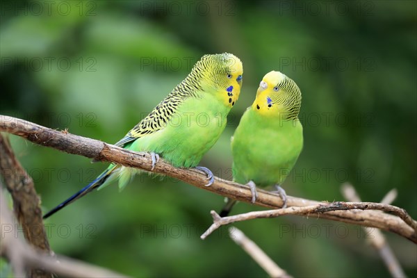 Budgie