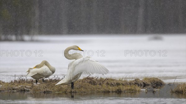 Whooper Swan