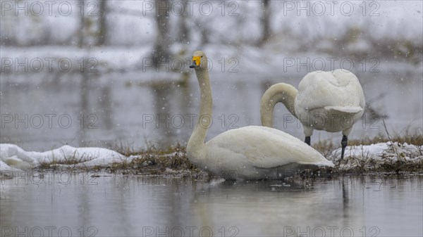 Whooper Swan