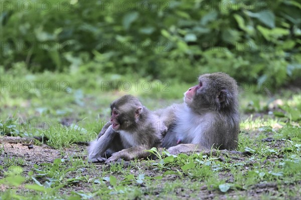 Japanese macaque