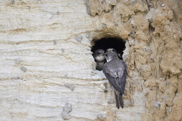 Sand martins