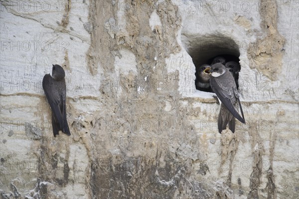 Sand martins