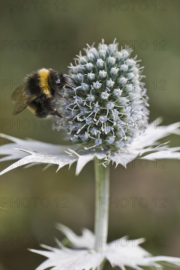 Large earth bumblebee