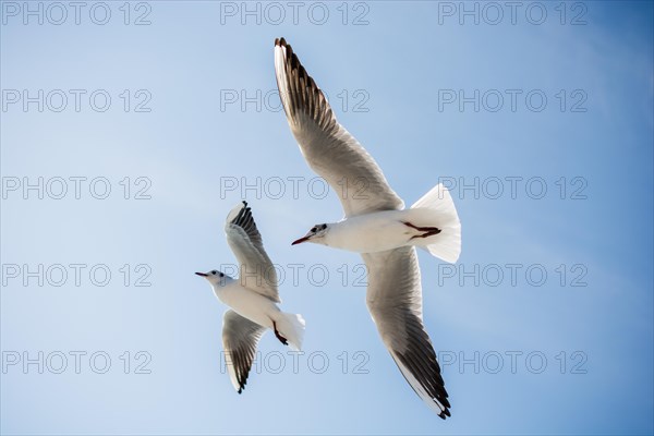Pair of seagulls are flying in sky over the sea waters