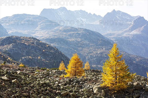 Landscape in autumn with larches on the Albula Pass