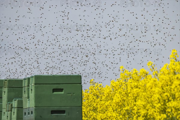 Beehives next to a flowering rape field