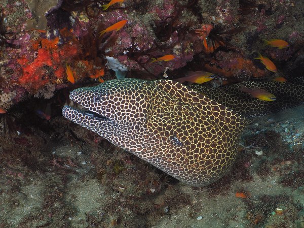 Laced moray