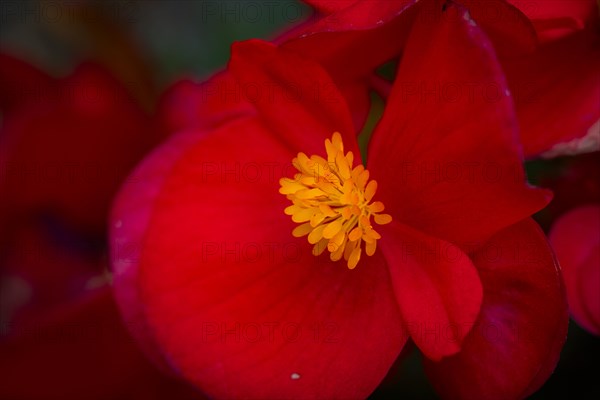 Ice begonia