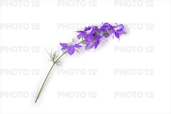 Rocket larkspur