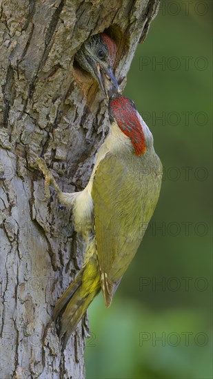 European green woodpecker