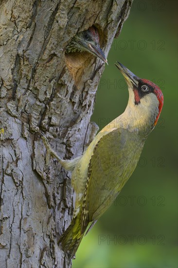 European green woodpecker