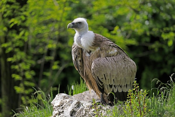 Griffon vulture