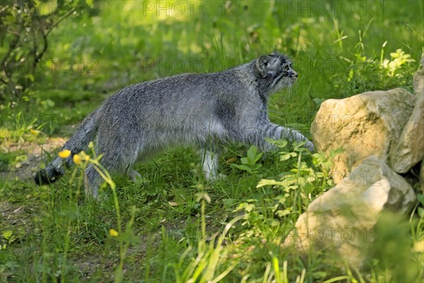 Manul