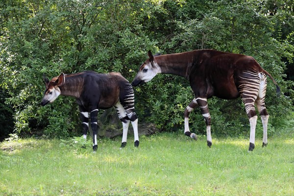 Okapi