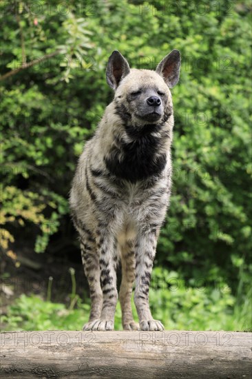 Striped hyena