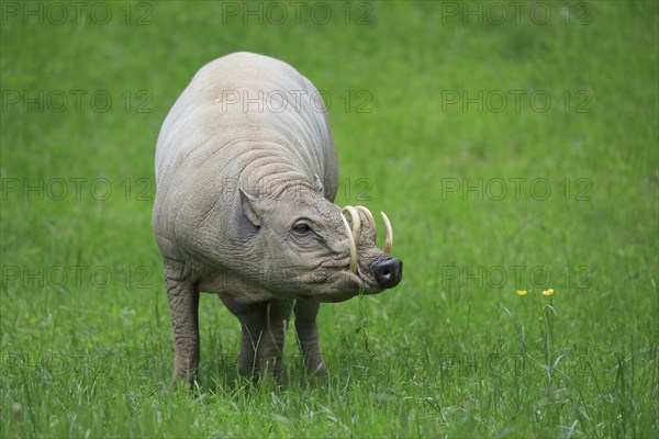 North sulawesi babirusa