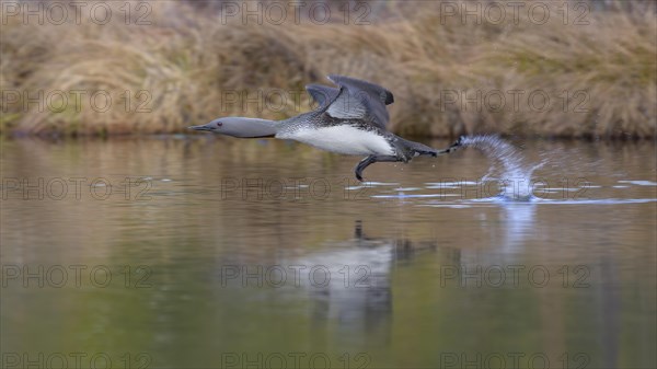 Red-throated diver