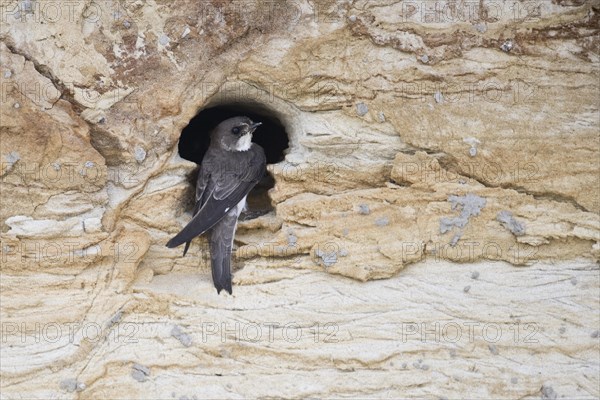 Sand martins