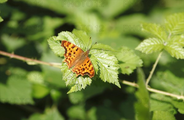 Comma