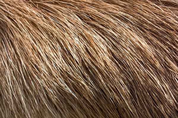 Decorative animal fur as a background texture