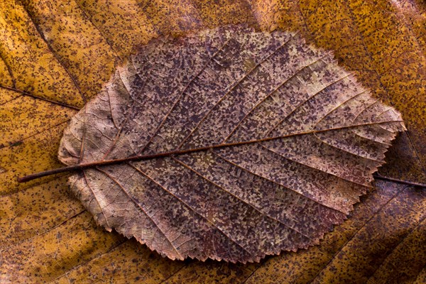 Dry leaf outstanding on other leaves as an autumn background