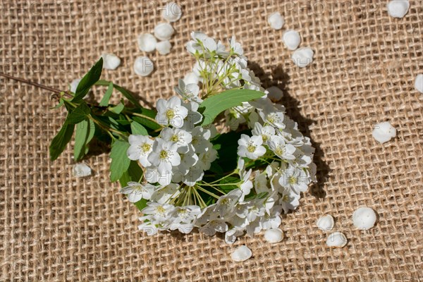 Flower petals found on linen canvas