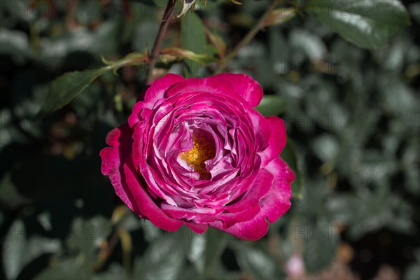 Beautiful colorful Rose Flower on garden background