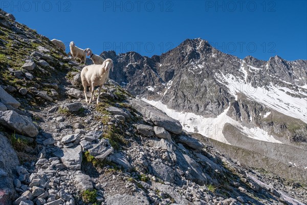 Curious sheep on the way to a high alpine crossing