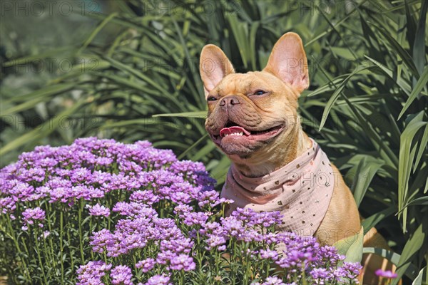 Red fawn French Bulldog dog sitting between purple spring flowers