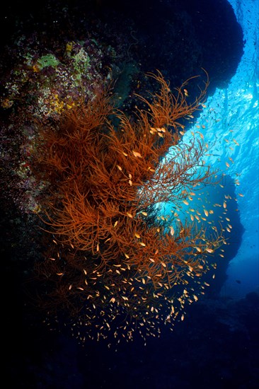 Black wire coral