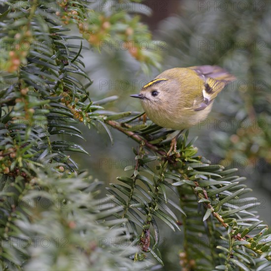 Winter Goldcrest