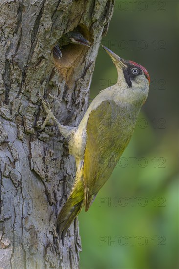 European green woodpecker