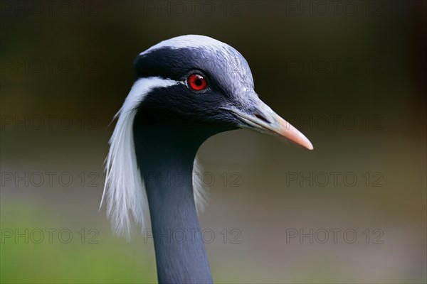 Demoiselle crane