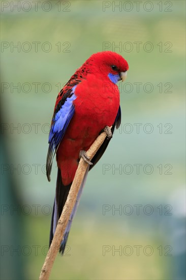 Crimson rosella