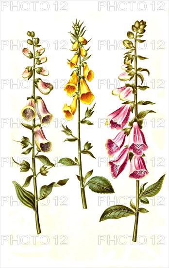 Red foxglove