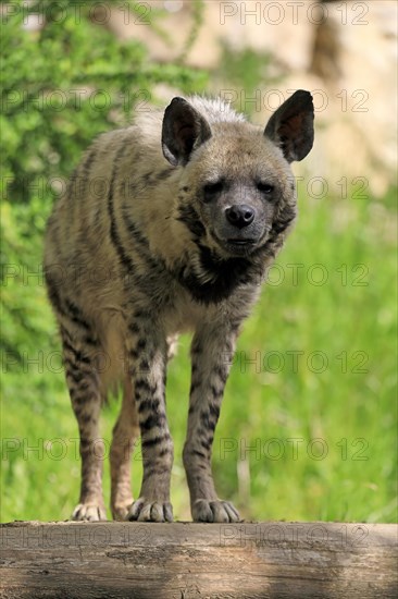 Striped hyena