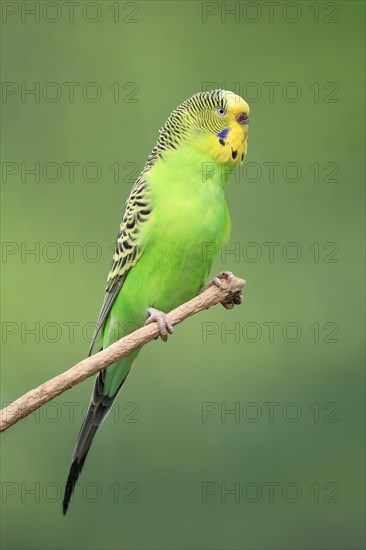 Budgie