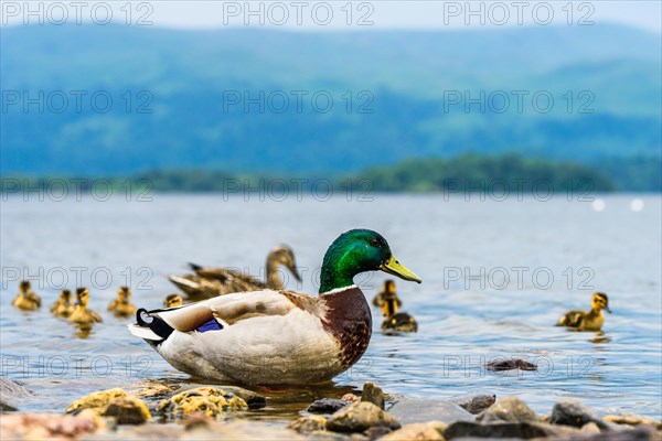 Mallard Duck