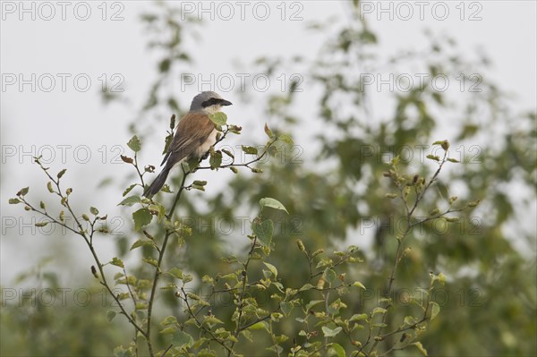 Red-backed Shrike