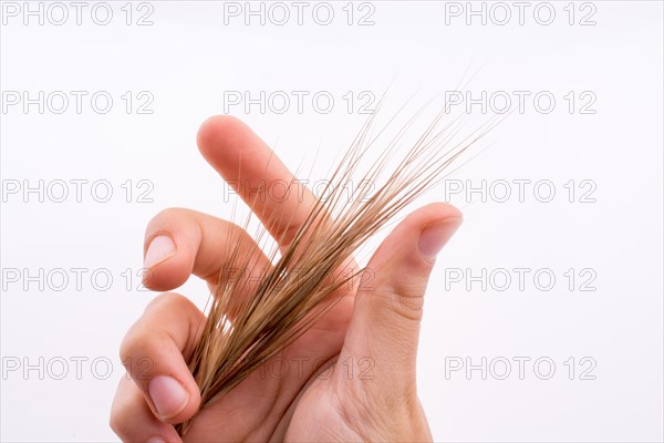 Hand holding a wheat on a white background