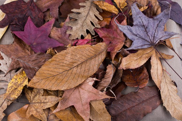 Beautiful dry leaves as an autumn background