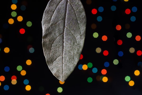 Dry leaf on a bokeh lighton a dark background