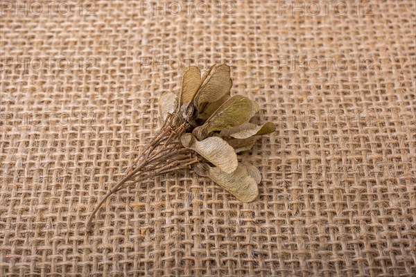 Dry leaf on brown linen canvas background