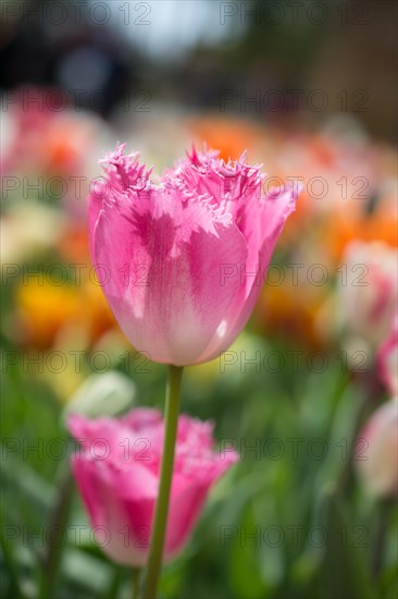 Outstanding colorful tulip flower bloom in the spring garden