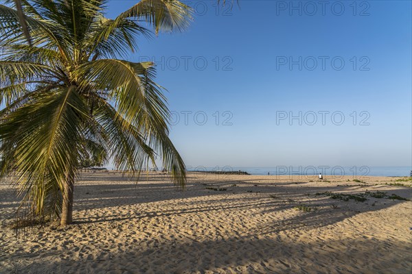 Coconut trees on the beach of Cape Point