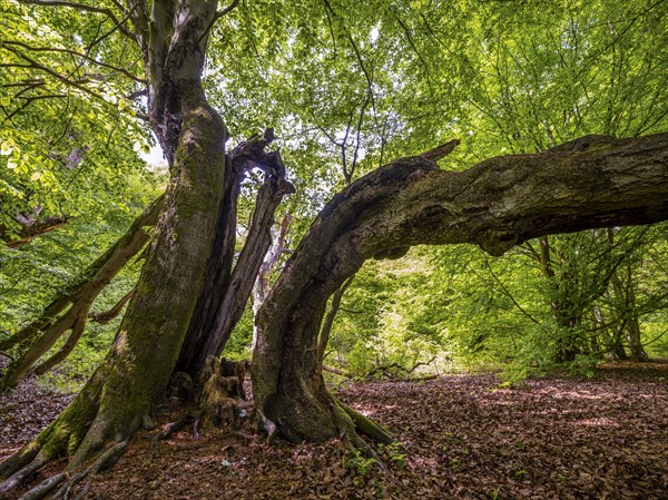 Bent old tree trunks in the primeval forest Sababurg