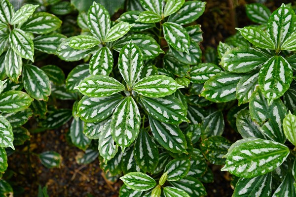 (Pilea) Cadierei', a tropical plant that is also called 'Aluminium Plant' or 'Watermelon Pilea' with beautiful oval leaves with each leaf having raised silvery patches