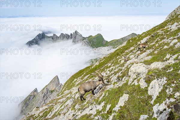 Ibexes above the sea of clouds on the Saentis
