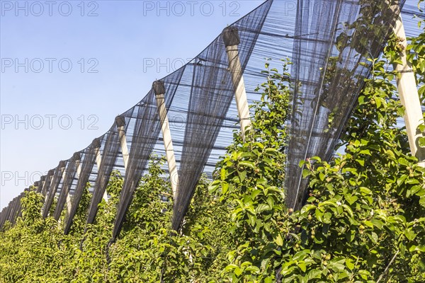 The Heilbronner Land is an important growing area for apple and other fruit varieties